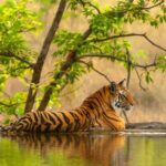 1 golden triangle tour with ranthambore 2 Golden Triangle Tour With Ranthambore