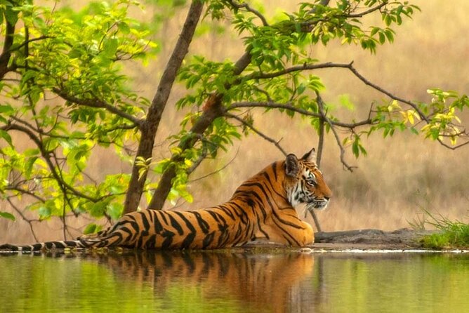 1 golden triangle tour with ranthambore 2 Golden Triangle Tour With Ranthambore