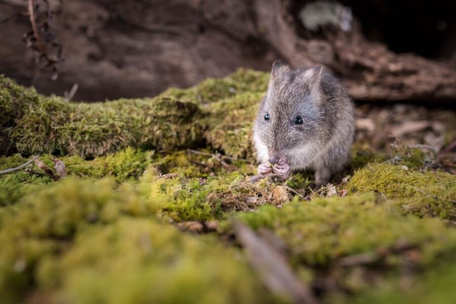 Great Ocean Road: Guided Wildlife Walk That Supports Nature