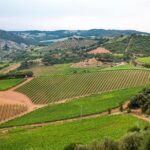 1 half day tour chianti winery with san gimignano Half Day Tour Chianti Winery With San Gimignano