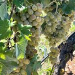 1 heraklion half day small group olive oil wine tour Heraklion: Half Day Small Group Olive Oil & Wine Tour