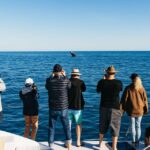 1 hervey bay exclusive whale watch encounter Hervey Bay: Exclusive Whale Watch Encounter