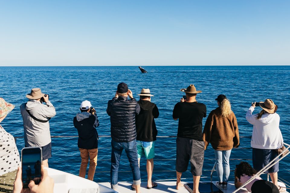 1 hervey bay exclusive whale watch encounter Hervey Bay: Exclusive Whale Watch Encounter