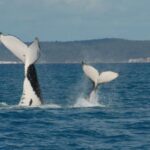 1 hervey bay half day whale watching experience Hervey Bay: Half-Day Whale Watching Experience