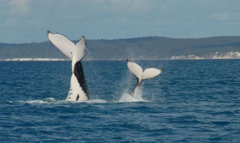 Hervey Bay: Half-Day Whale Watching Experience