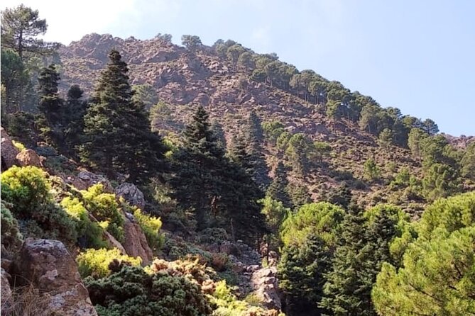 Hiking in “Escaleretas” Spanish Fir Forest