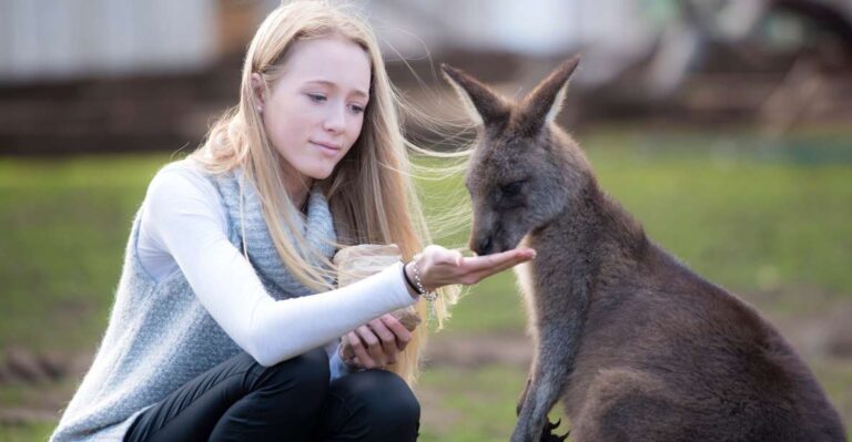 Hobart: Admission Ticket to Bonorong Wildlife Sanctuary