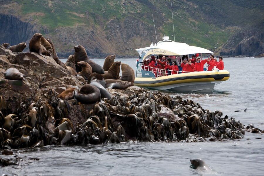 Hobart: Bruny Island Wilderness Coast Eco Cruise With Lunch