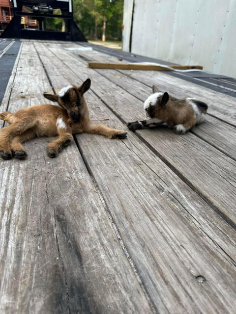Houston: Adorable Mini Goats Experience E - Location Highlights and Setting