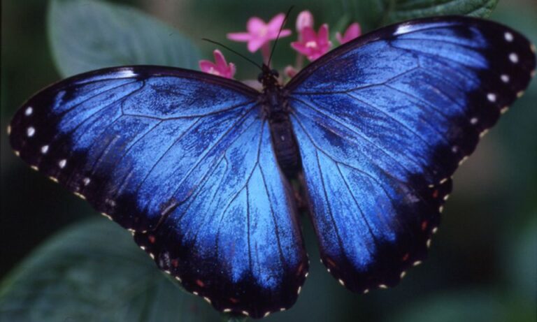 Houston Museum of Natural Science: Cockrell Butterfly Center