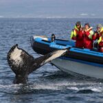 1 husavik big whale safari puffin island tour Húsavík: Big Whale Safari & Puffin Island Tour