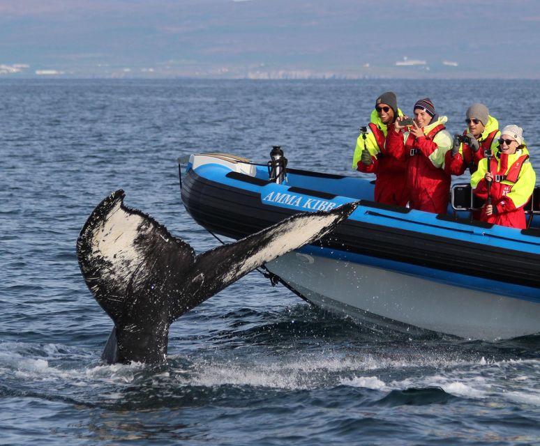 1 husavik big whale safari puffin island tour Húsavík: Big Whale Safari & Puffin Island Tour