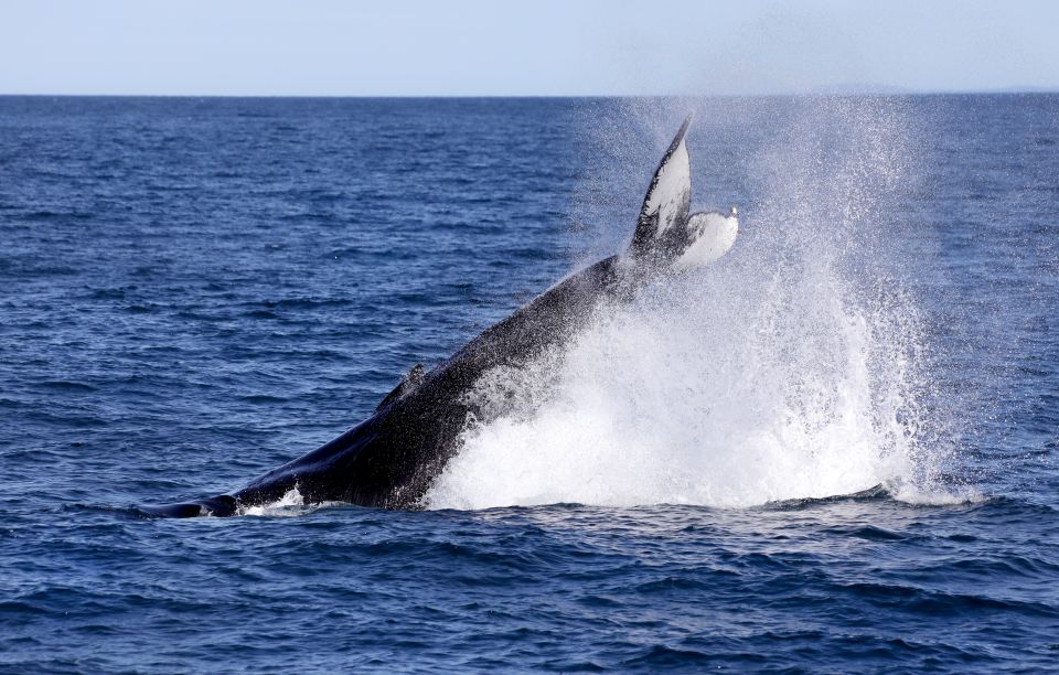 Húsavík: Whale Watching Boat Tour - Customer Reviews