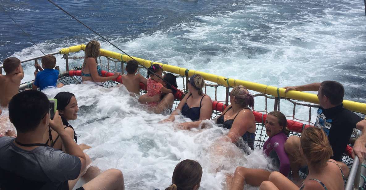 1 huskisson dolphin cruise boom netting Huskisson: Dolphin Cruise & Boom Netting Experience