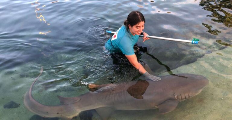 Irukandji Entry Pass & Reef Shark Encounter (12+)