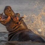 1 isimangaliso wetlands plus hippo croc boat cruise full day tour from durban Isimangaliso Wetlands, Plus Hippo & Croc Boat Cruise Full Day Tour From Durban