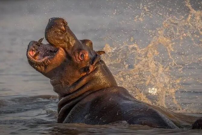 1 isimangaliso wetlands plus hippo croc boat cruise full day tour from durban Isimangaliso Wetlands, Plus Hippo & Croc Boat Cruise Full Day Tour From Durban