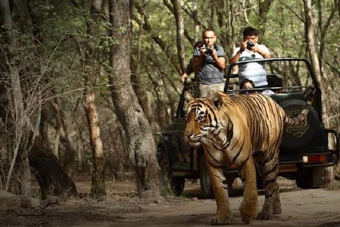 Jaipur to Ranthambore National Park Day Tour – All Inclusive