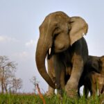 1 kaziranga indian big five wildlife tour Kaziranga Indian Big Five Wildlife Tour