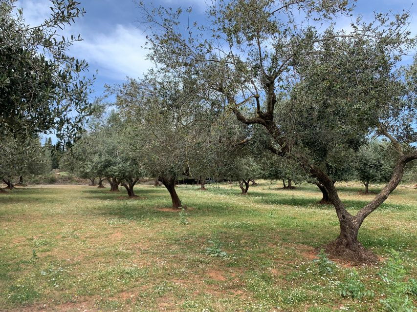 1 kefalonia farm tour on e bikes 2 Kefalonia Farm Tour on E-Bikes