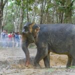 1 khaolak wild ride and gentle giants experience Khaolak Wild Ride and Gentle Giants Experience