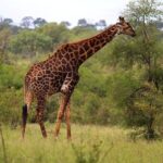 1 kruger national park magical day safari from johannesburg Kruger National Park Magical Day Safari From Johannesburg