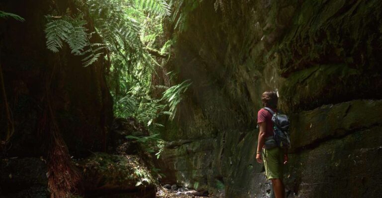 La Palma: Cubo De La Galga (Trekking Tour)