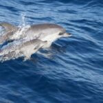 1 lanzarote lobos island half day dolphin watching trip Lanzarote: Lobos Island Half-Day Dolphin Watching Trip