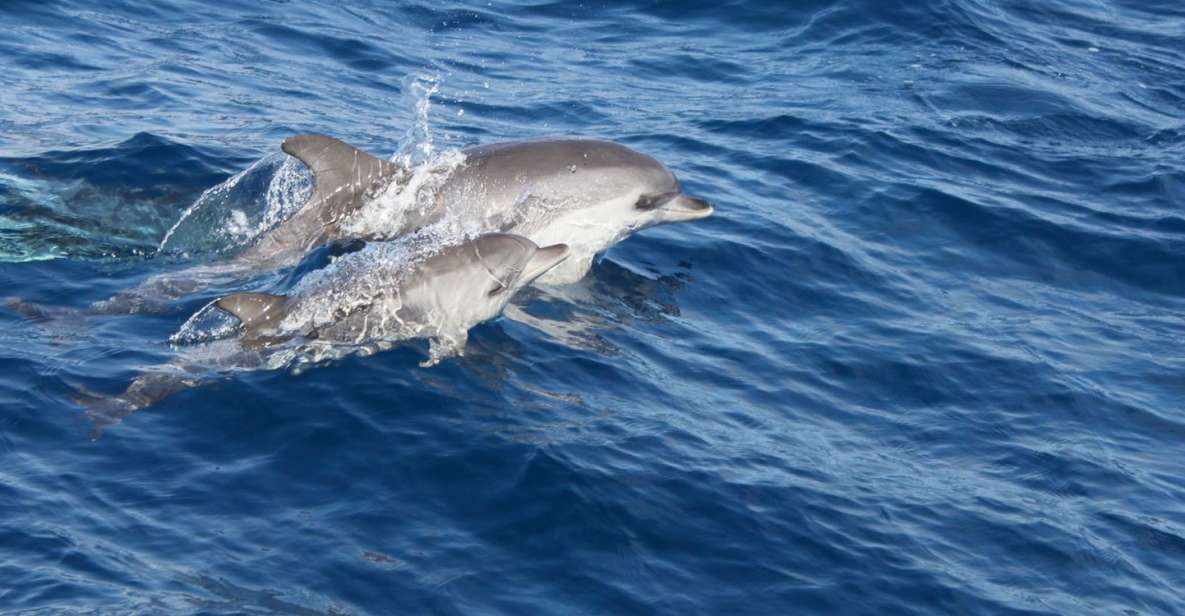 1 lanzarote lobos island half day dolphin watching trip Lanzarote: Lobos Island Half-Day Dolphin Watching Trip