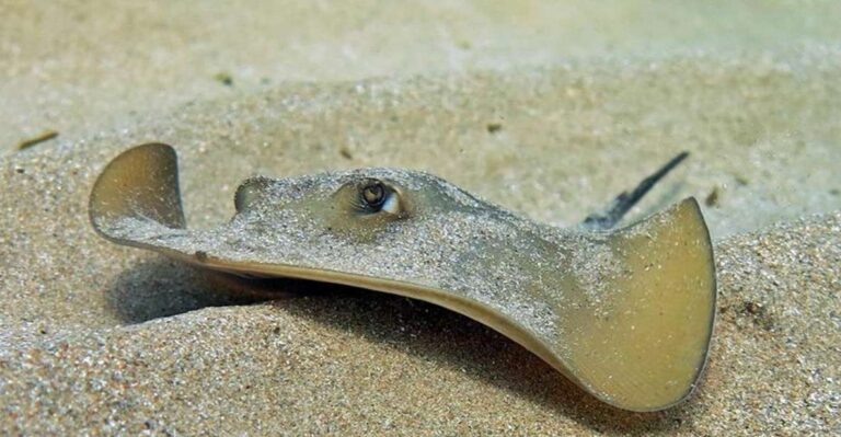 Las Canteras Scuba Diving