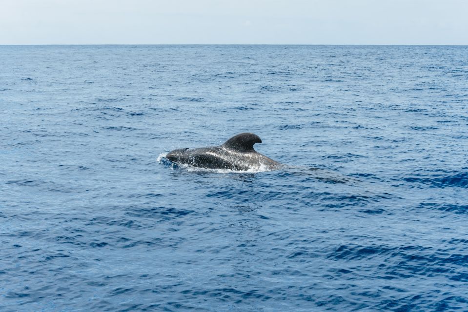 Las Galletas: Whale & Dolphin Tour With Local Skipper - Common questions