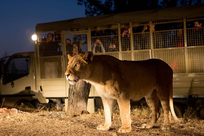 1 lion and safari park half day tour private pick up and drop off Lion and Safari Park Half Day Tour. Private Pick up and Drop off