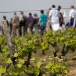 1 loire valley vouvray vineyard tour and wine tasting Loire Valley: Vouvray Vineyard Tour and Wine Tasting