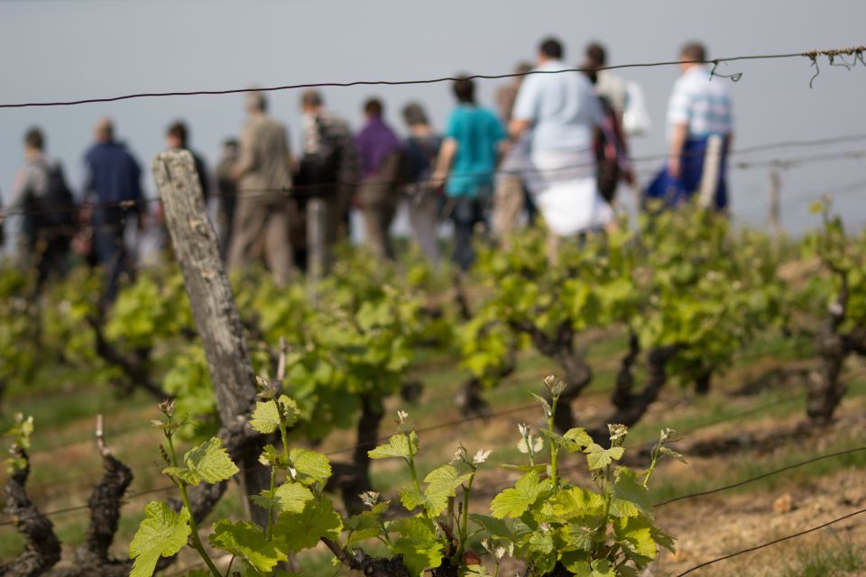 1 loire valley vouvray vineyard tour and wine tasting Loire Valley: Vouvray Vineyard Tour and Wine Tasting