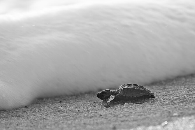 Los Cabos Turtle Release Conservation Program - Logistics