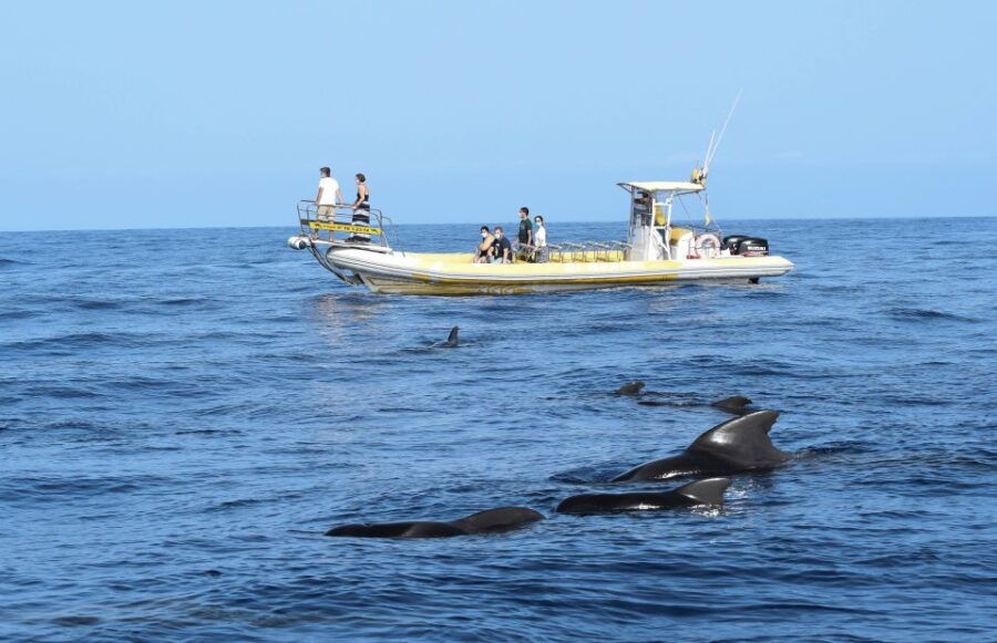 Los Gigantes: Dolphin and Whale-Watching Speedboat Tour