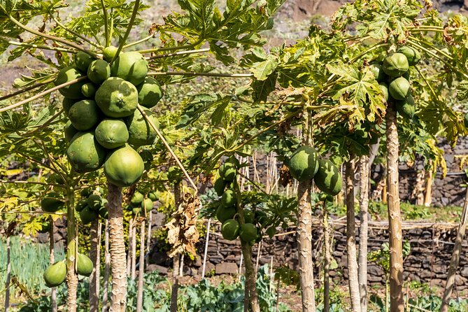 Madeira: Fajã Dos Padres Visit Private Tour