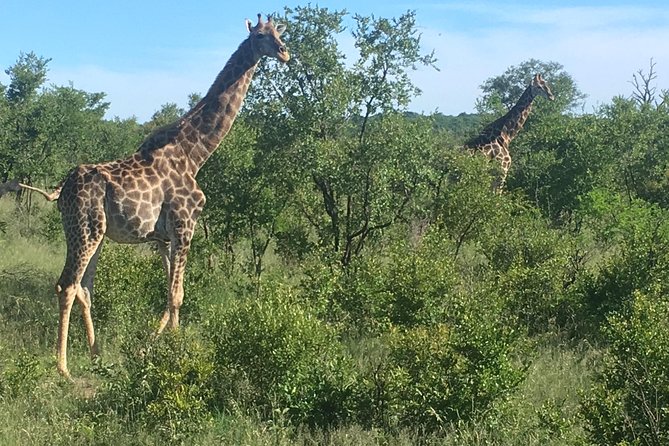 1 madikwe game reserve south africa tour Madikwe Game Reserve South Africa Tour