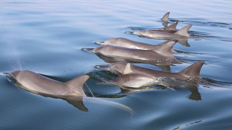 Mandurah: Dolphin and Views Cruise With Optional Lunch