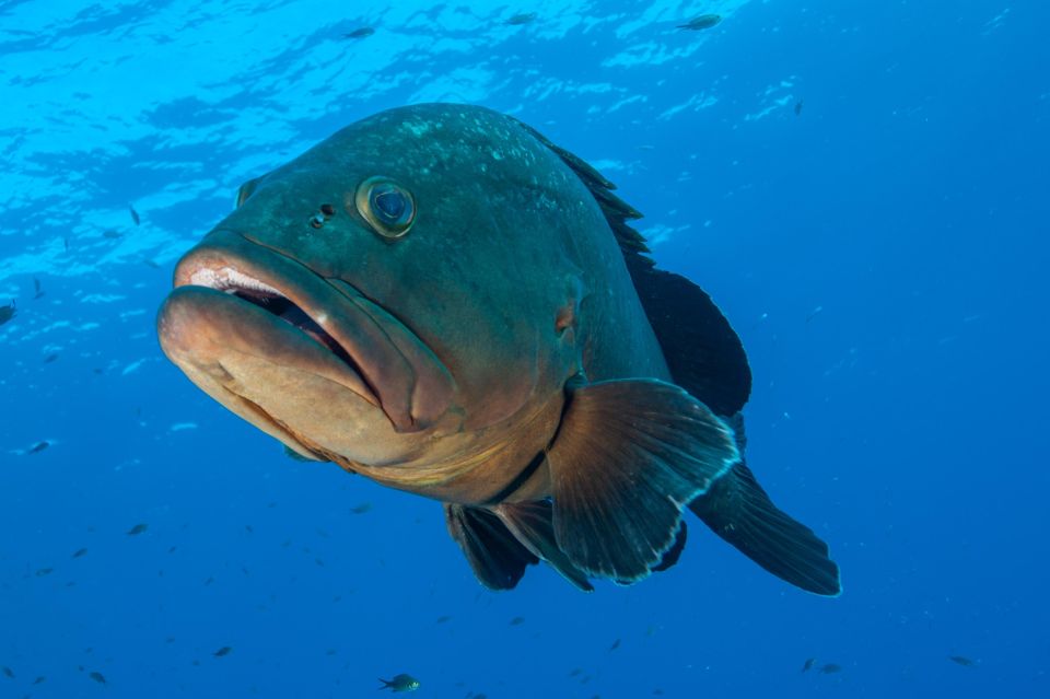 1 marina di campo diving on the island of elba and pianosa 2 MARINA DI CAMPO: DIVING ON THE ISLAND OF ELBA AND PIANOSA