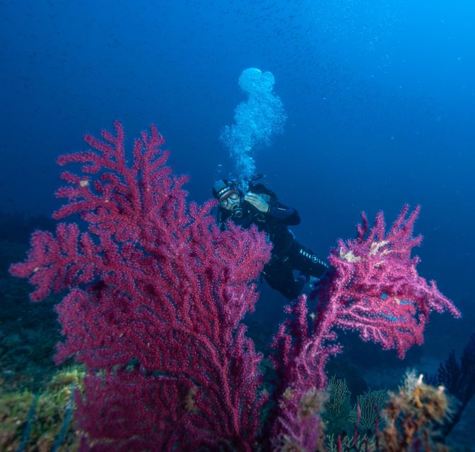 1 marina di campo diving on the island of elba and pianosa 3 MARINA DI CAMPO: DIVING ON THE ISLAND OF ELBA AND PIANOSA