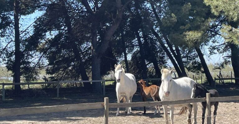 Montpellier: Guided Half-Day Trip to a Camargue Manade