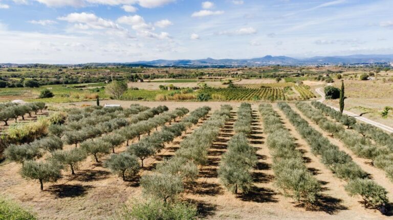 Montpellier : Visit Lavender Field and an Olive Oil Mill