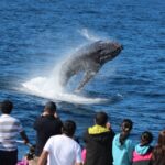 1 moreton island tangalooma day trip whale watching cruise Moreton Island: Tangalooma Day Trip & Whale Watching Cruise