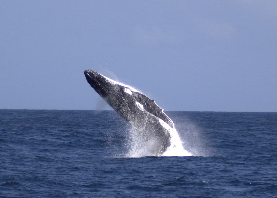 1 moreton island tangalooma whale watching dolphin feeding Moreton Island: Tangalooma Whale Watching & Dolphin Feeding