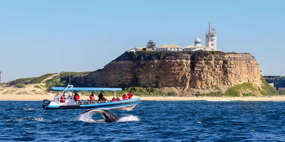 1 newcastle small group humpback whale encounter tour Newcastle: Small Group Humpback Whale Encounter Tour