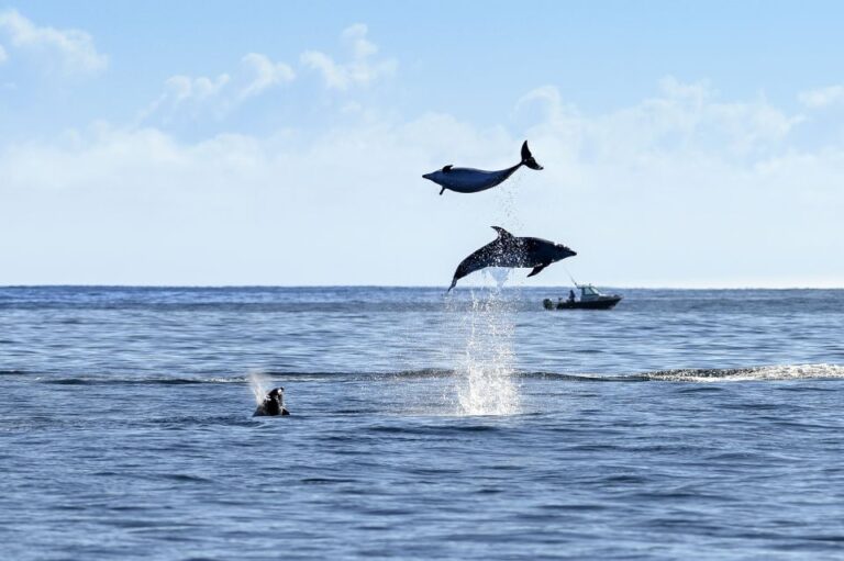 Paihia/Russell: Hole in the Rock and Bay of Islands Cruise