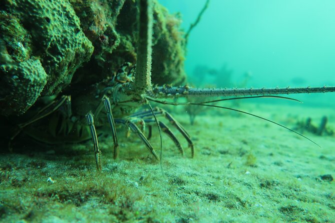 1 palm beach private 1 day scuba lesson west palm beach Palm Beach Private 1-Day Scuba Lesson - West Palm Beach