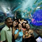 1 pattaya underwater world admission ticket with return transfer Pattaya Underwater World Admission Ticket With Return Transfer