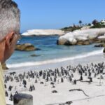 1 penguin colony at boulders beach with a conservationist w admission add on Penguin Colony at Boulders Beach With a Conservationist W/ Admission Add-On